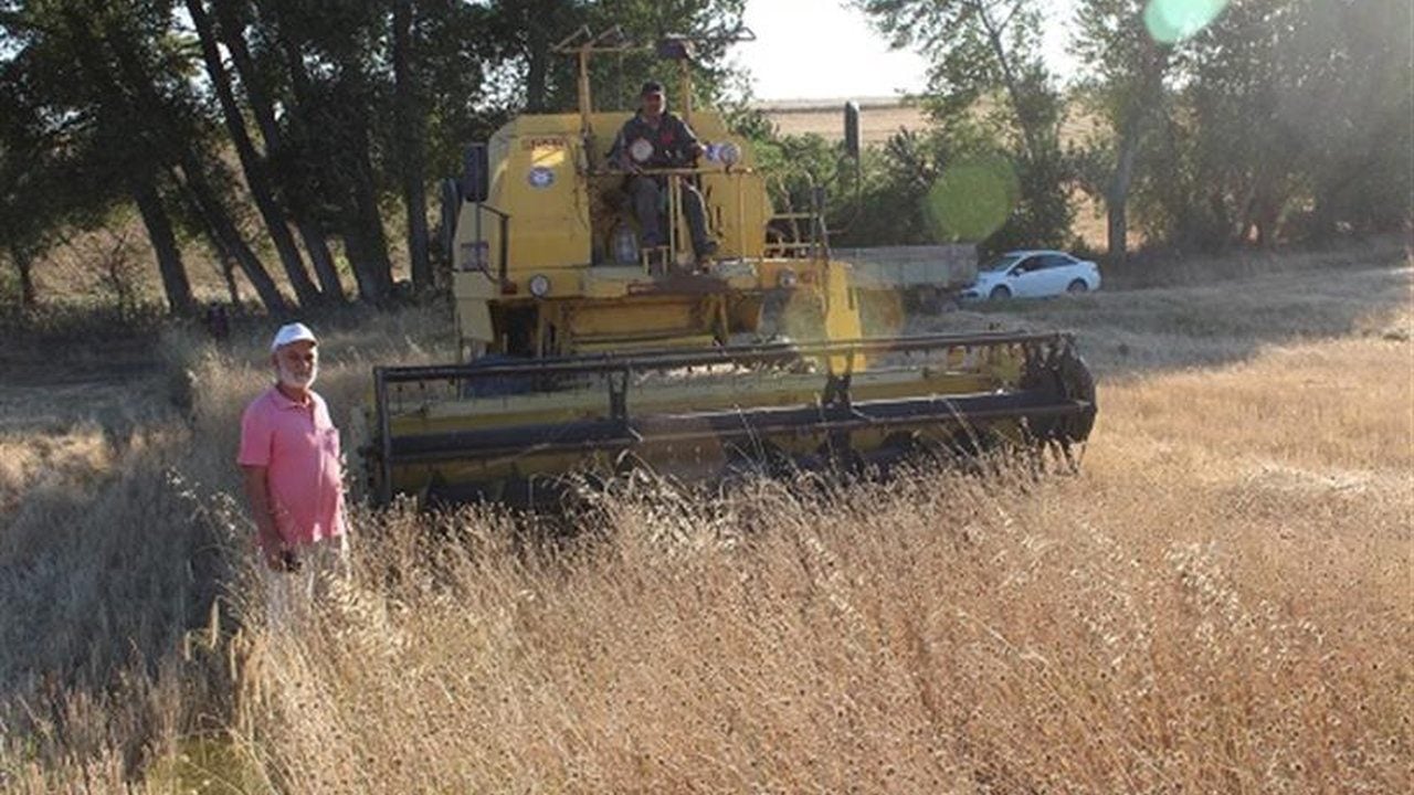 Foto - Tarlada yabani ot sanıp çöpe atıyorlardı: Uçakları uçuracak yakıt meğer ondan çıkıyormuş
