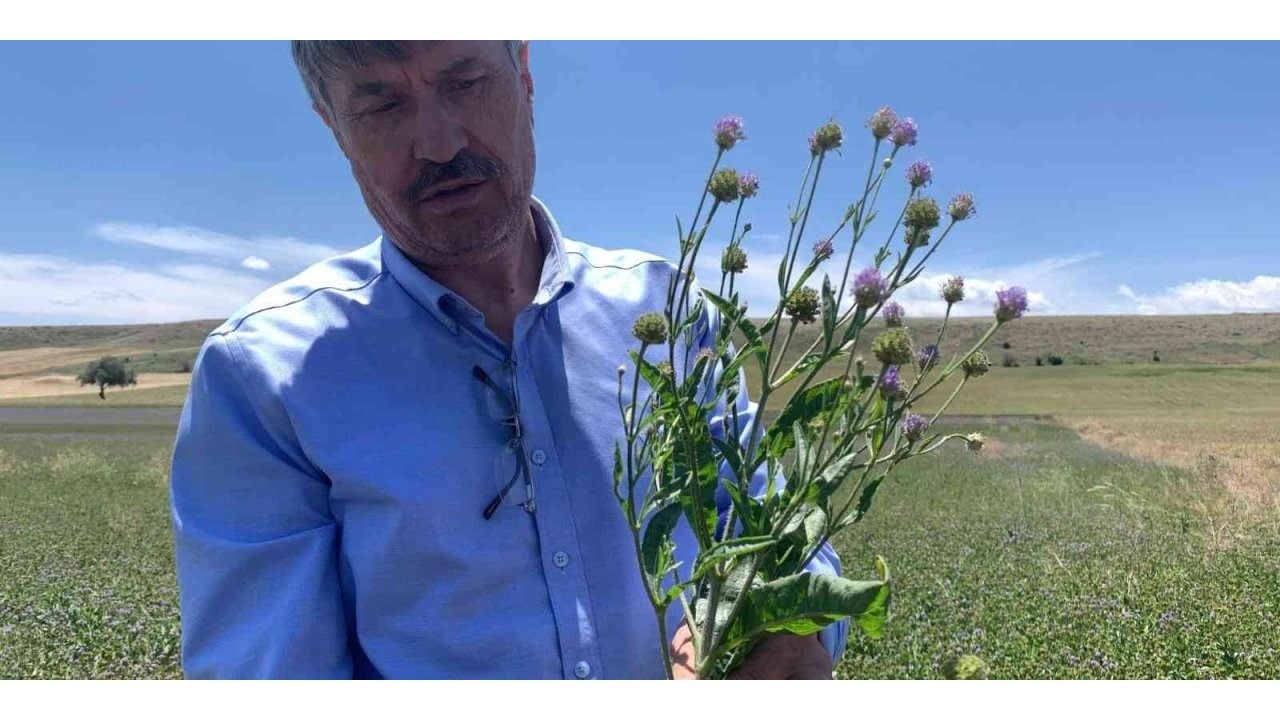 Foto - Tarlada yabani ot sanıp çöpe atıyorlardı: Uçakları uçuracak yakıt meğer ondan çıkıyormuş