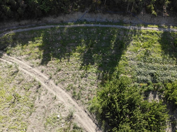 Foto - Tarladaki karpuzları gazeteyle kapladılar... Bakın neden