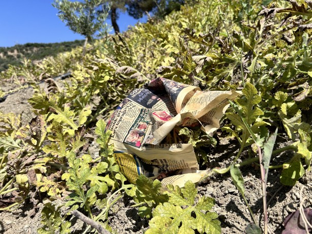 Foto - Tarladaki karpuzları gazeteyle kapladılar... Bakın neden