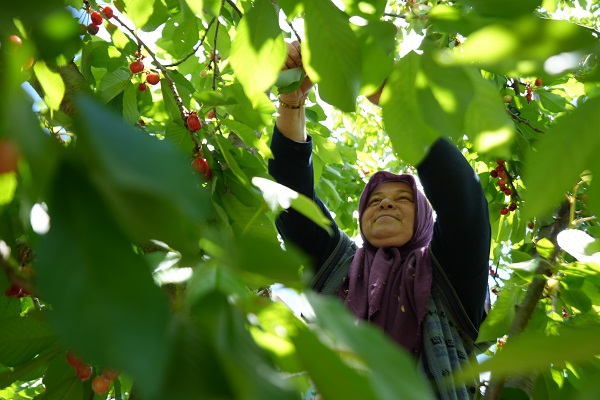 Foto - Tarladan 39 TL'ye çıkıyor markette 199 TL