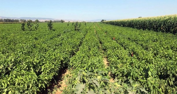 Foto - Tarladan 5 liraya alınan biber market ve pazarlarda 35-40 liraya satılıyor!