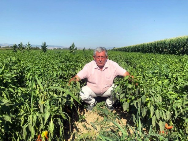 Tarladan 5 liraya alınan biber market ve pazarlarda 35-40 liraya satılıyor!