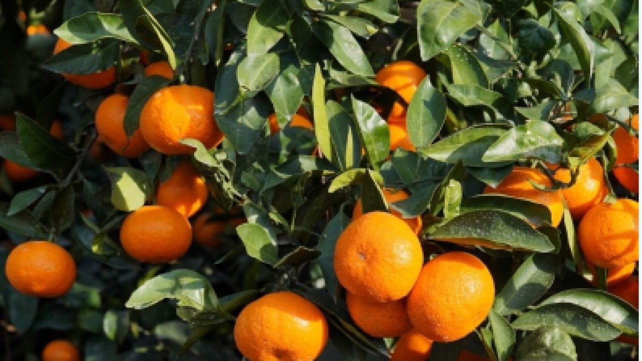 Foto - Tarladan 5 TL'ye alıp 50 TL'ye satıyorlar! Üretici isyan etti!