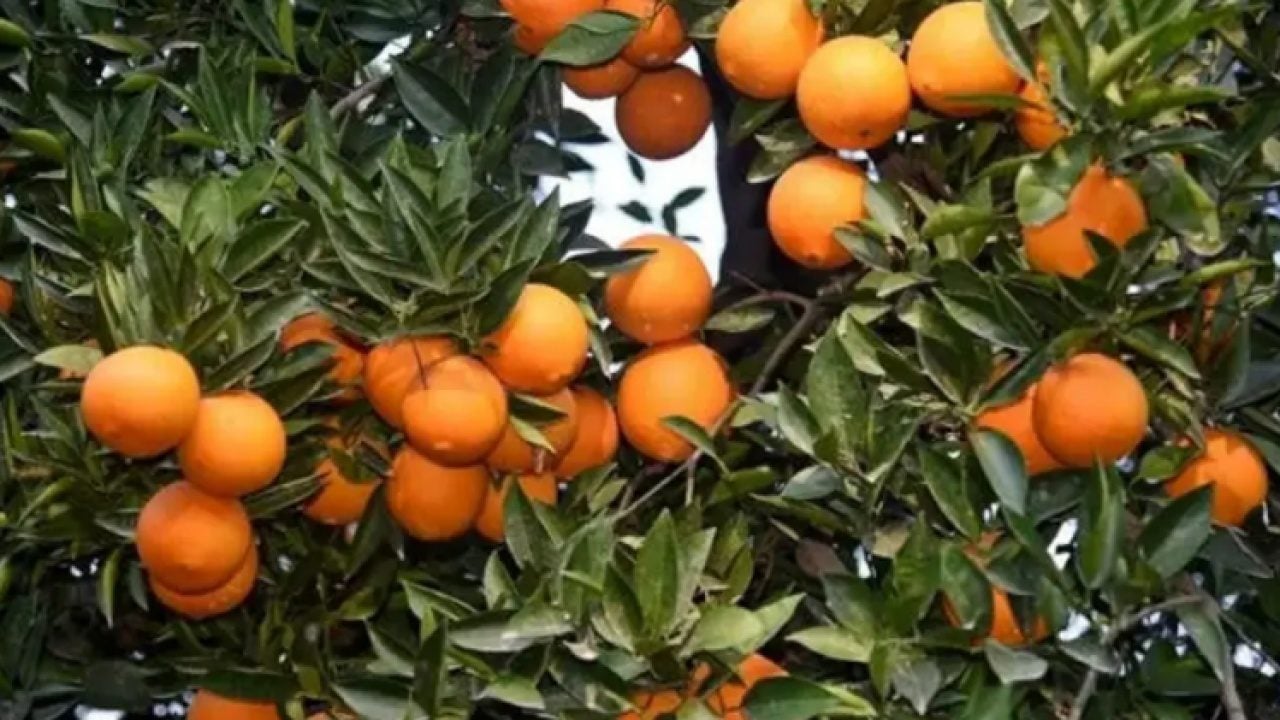 Tarladan 5 TL'ye alıp 50 TL'ye satıyorlar! Üretici isyan etti!