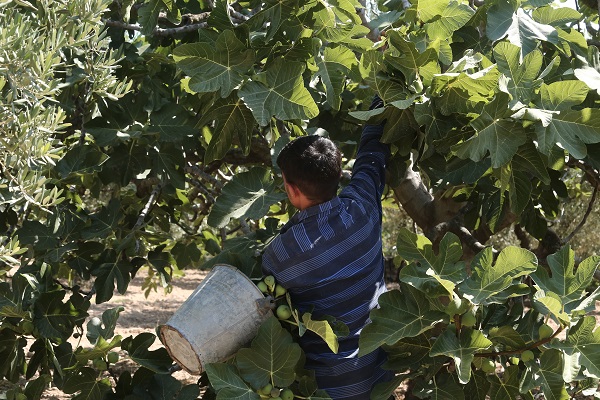 Foto - Tarladan 80 TL'ye satılıyor! Buckingham Sarayı’nın vazgeçilmezi Türkiye'den