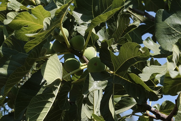 Foto - Tarladan 80 TL'ye satılıyor! Buckingham Sarayı’nın vazgeçilmezi Türkiye'den