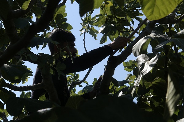 Foto - Tarladan 80 TL'ye satılıyor! Buckingham Sarayı’nın vazgeçilmezi Türkiye'den