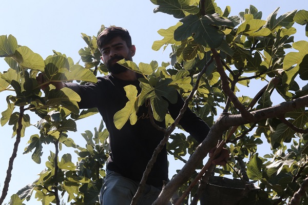 Foto - Tarladan 80 TL'ye satılıyor! Buckingham Sarayı’nın vazgeçilmezi Türkiye'den