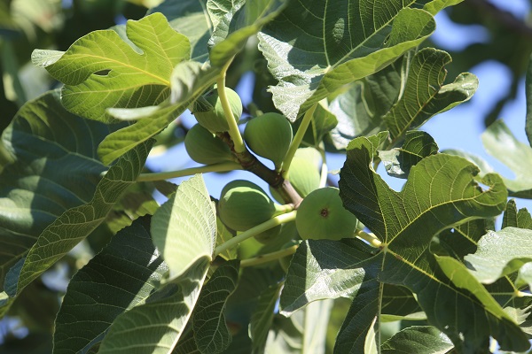 Foto - Tarladan 80 TL'ye satılıyor! Buckingham Sarayı’nın vazgeçilmezi Türkiye'den