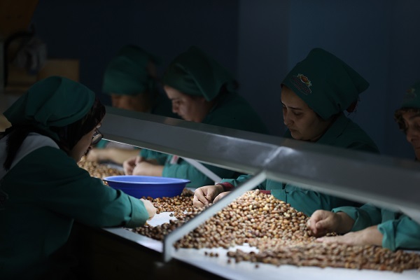 Foto - Tarladan sofraya fındık mesaisi