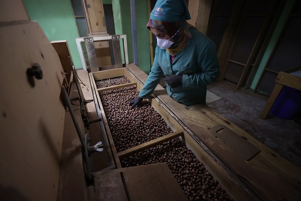 Foto - Tarladan sofraya fındık mesaisi