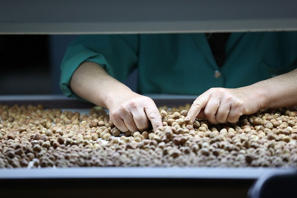 Foto - Tarladan sofraya fındık mesaisi