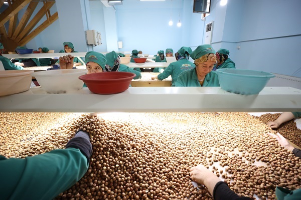 Foto - Tarladan sofraya fındık mesaisi