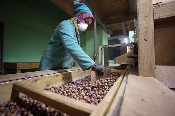 Foto - Tarladan sofraya fındık mesaisi