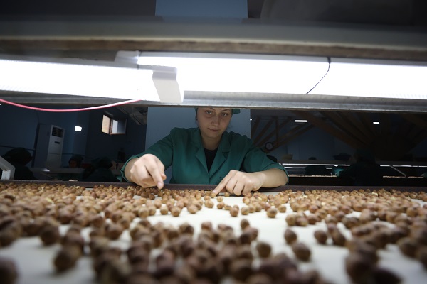 Foto - Tarladan sofraya fındık mesaisi