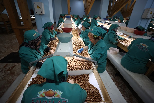 Foto - Tarladan sofraya fındık mesaisi