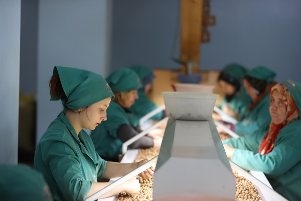 Foto - Tarladan sofraya fındık mesaisi