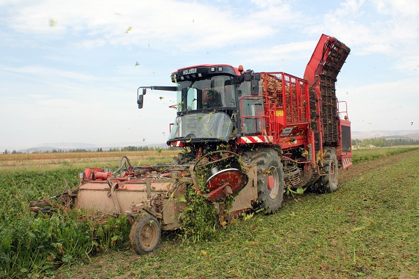 Foto - Tarladan sofraya onlarca işlem! Şeker sofraya öyle kolay gelmiyor