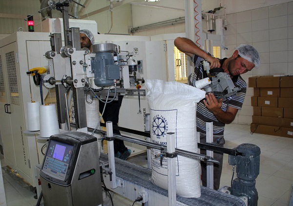 Foto - Tarladan sofraya onlarca işlem! Şeker sofraya öyle kolay gelmiyor