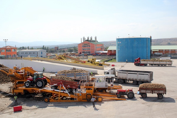 Foto - Tarladan sofraya onlarca işlem! Şeker sofraya öyle kolay gelmiyor