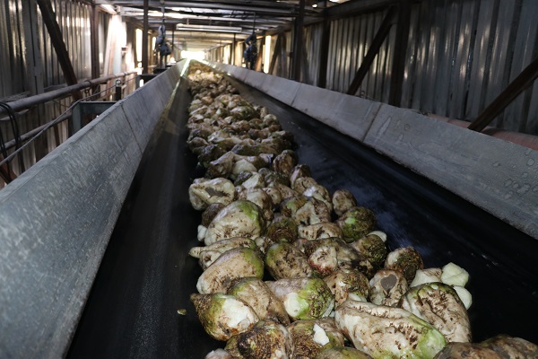 Foto - Tarladan sofraya onlarca işlem! Şeker sofraya öyle kolay gelmiyor
