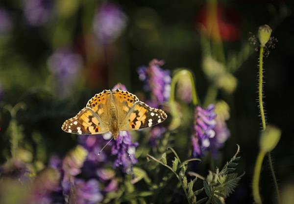 Foto - Tarlalar kırmızıya boyandı