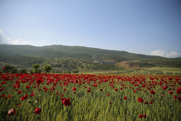 Foto - Tarlalar kırmızıya boyandı