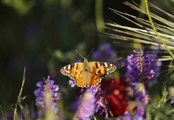 Foto - Tarlalar kırmızıya boyandı