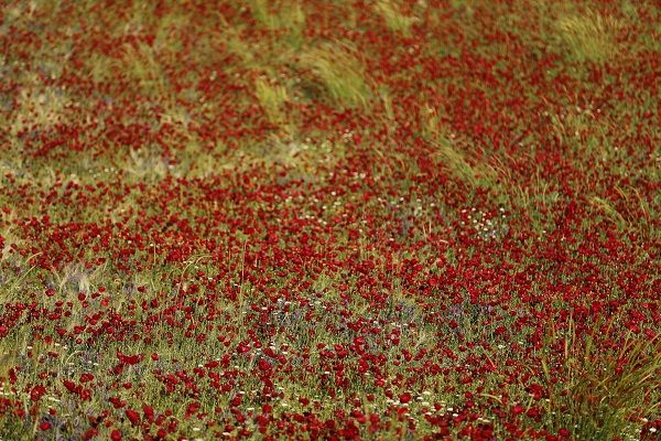 Foto - Tarlalar kırmızıya boyandı