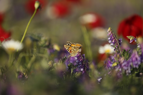 Foto - Tarlalar kırmızıya boyandı