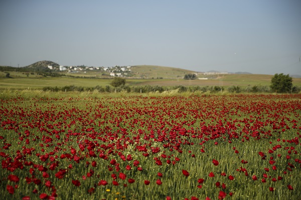 Foto - Tarlalar kırmızıya boyandı