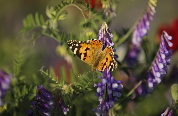 Foto - Tarlalar kırmızıya boyandı