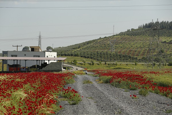 Foto - Tarlalar kırmızıya boyandı