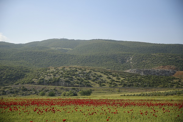 Foto - Tarlalar kırmızıya boyandı