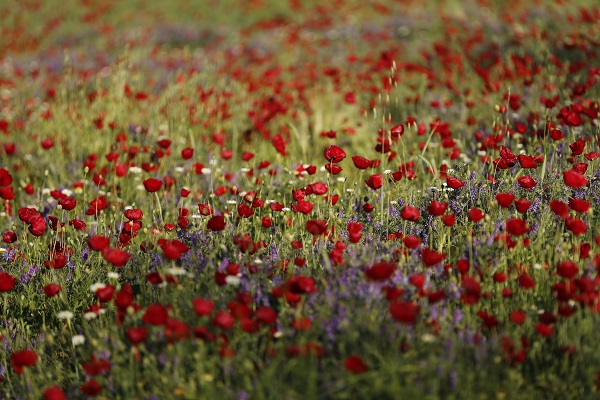 Foto - Tarlalar kırmızıya boyandı