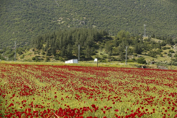 Foto - Tarlalar kırmızıya boyandı