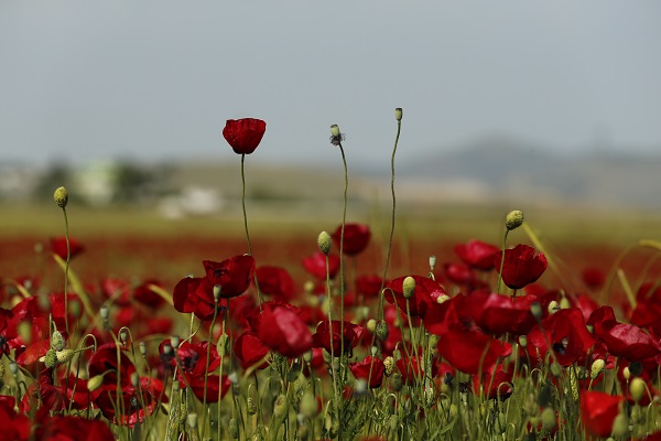 Foto - Tarlalar kırmızıya boyandı