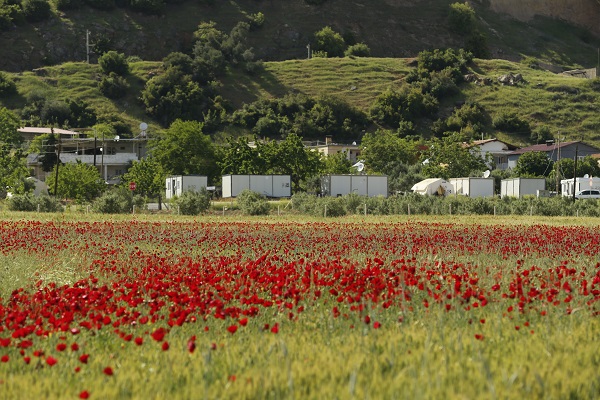 Foto - Tarlalar kırmızıya boyandı