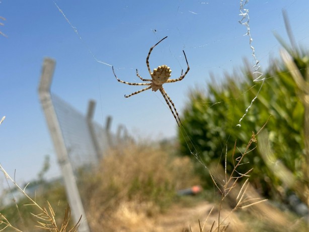 Tarlasında ‘argiope lobata’ türü örümcek buldu! Hakkında öğrendikleri şoke etti