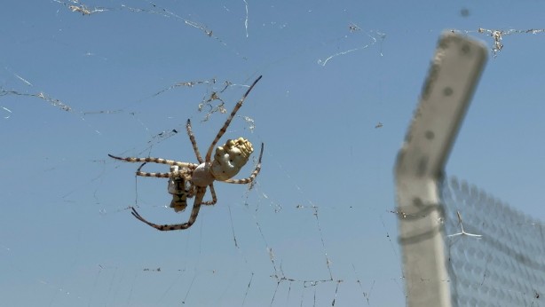 Foto - Tarlasında ‘argiope lobata’ türü örümcek buldu! Hakkında öğrendikleri şoke etti