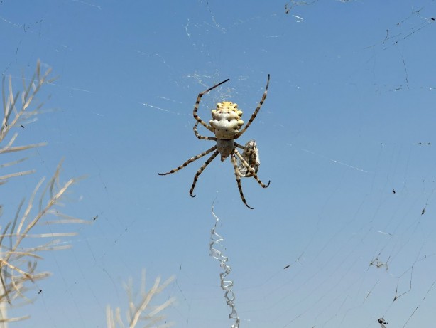 Foto - Tarlasında ‘argiope lobata’ türü örümcek buldu! Hakkında öğrendikleri şoke etti