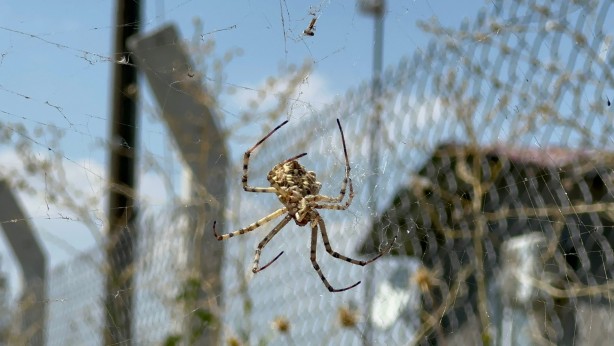 Foto - Tarlasında ‘argiope lobata’ türü örümcek buldu! Hakkında öğrendikleri şoke etti