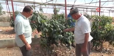 Foto - Tarlasındaki tüm domatesleri söküp bu meyveyi dikti! Ağacın ömrünü öğrenince şok geçirdi