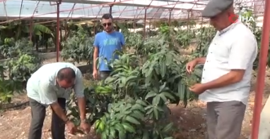 Foto - Tarlasındaki tüm domatesleri söküp bu meyveyi dikti! Ağacın ömrünü öğrenince şok geçirdi