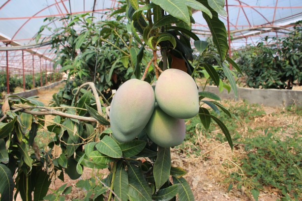 Foto - Tarlasındaki tüm domatesleri söküp bu meyveyi dikti! Ağacın ömrünü öğrenince şok geçirdi