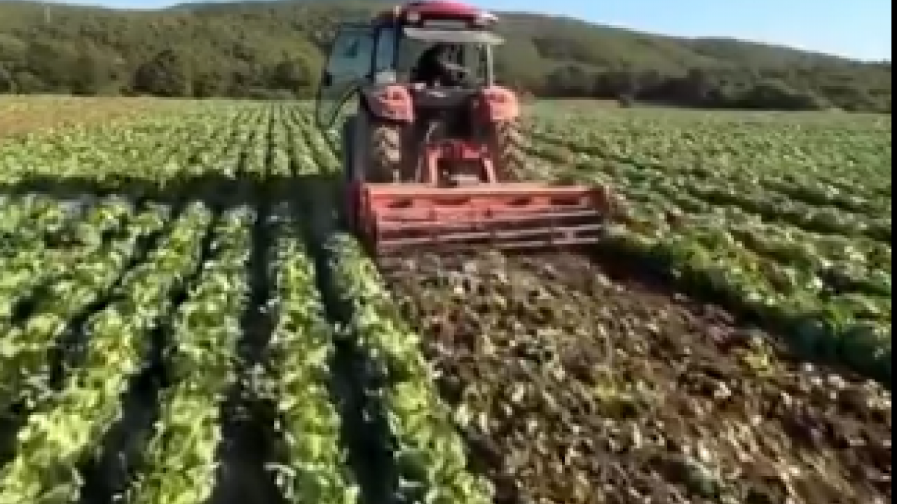 Foto - Tarlasındaki ürüne 2 lira teklif edilen çiftçi bakın ne yaptı! Gören neye uğradığını şaşırdı