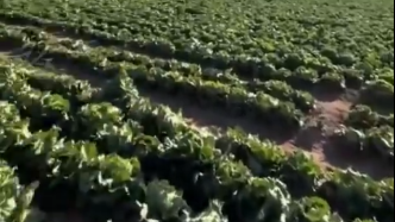 Foto - Tarlasındaki ürüne 2 lira teklif edilen çiftçi bakın ne yaptı! Gören neye uğradığını şaşırdı