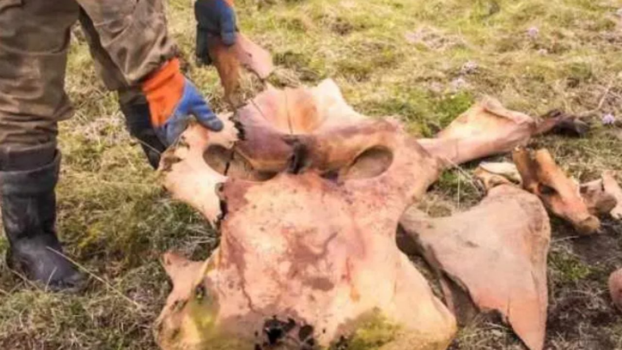 Foto - Tarla kazarken tesadüfen buldu! Değeri tam tamına 44 milyon TL