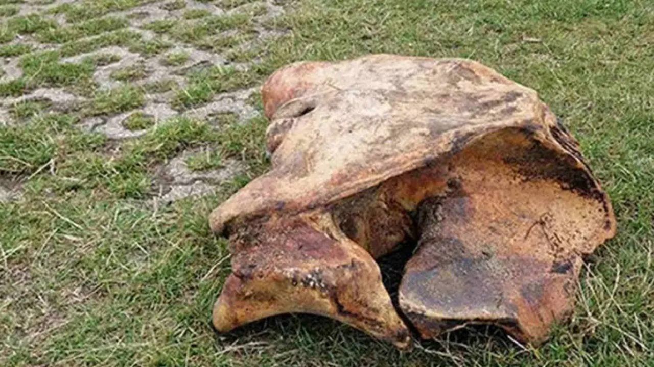 Tarla kazarken tesadüfen buldu! Değeri tam tamına 44 milyon TL